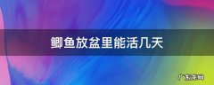 鲫鱼在盆里可以活多久 鲫鱼放盆里能活几天