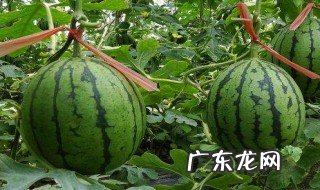 西瓜收割季节 西瓜收割季节图片