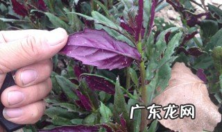 观音菜什么季节种植最好 观音菜什么季节种