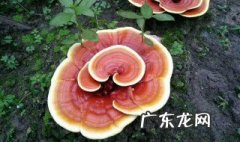 灵芝适合什么季节种植最好 灵芝适合什么季节种