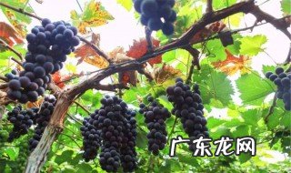 葡萄什么季节移植合适 葡萄什么季节移植合适呢