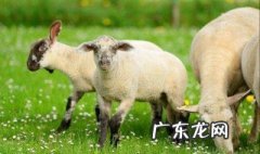 小羊吃饲料噎着怎么办 小羊吃饲料噎着怎么办视频