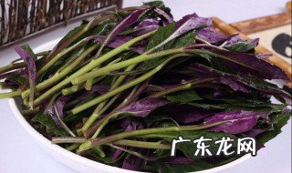 观音菜如何种植 观音菜种植技术视频
