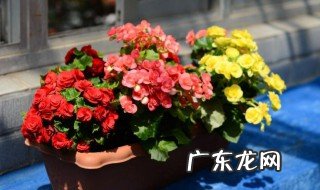 长寿海棠花盆栽是什么季节开的 长寿海棠花什么时候开花