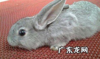 兔子吃兔粮饿瘦了怎么办视频 兔子吃兔粮饿瘦了怎么办
