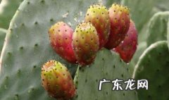 仙人掌果有什么营养功效 仙人掌果的营养和功效