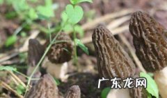 新鲜羊肚菌怎么吃营养价值高 新鲜羊肚菌怎么吃营养