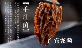 羊肚菌的作用与功效 羊肚菌的作用与功效吃法