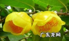 新鲜金花茶泡水喝的功效 新鲜金花茶功效与作用