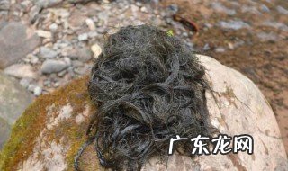 头发菜怎么炒着吃 头发菜怎么炒着吃才好吃