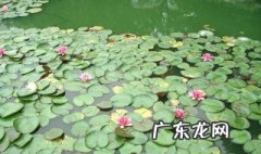 小池诗配画简单又好看图片 小池诗配画简单又好看