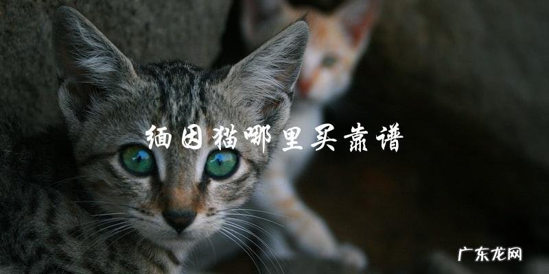 在哪里可以靠谱地购买缅因猫？