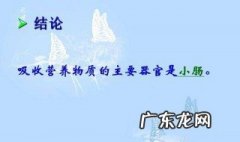 人最重要的吸收器官是哪 人的吸收器官有哪些