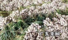 大蒜种植 大蒜种植时间和方法