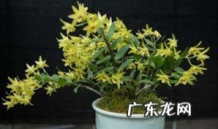 石斛种植成本利润 石斛种植