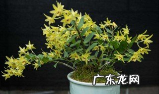 石斛种植成本利润 石斛种植
