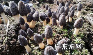 羊肚菌种植 羊肚菌种植技术