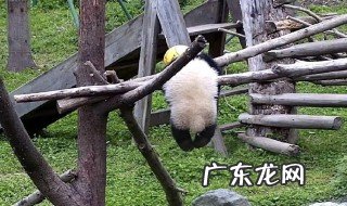 熊猫禄禄仔死亡视频 大熊猫禄禄介绍