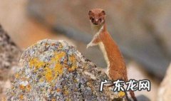 梦见黄鼠狼进家是什么意思 梦见黄鼠狼是什么意思