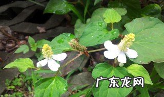 折耳根叶叶怎么吃最好 折耳根叶叶怎么吃