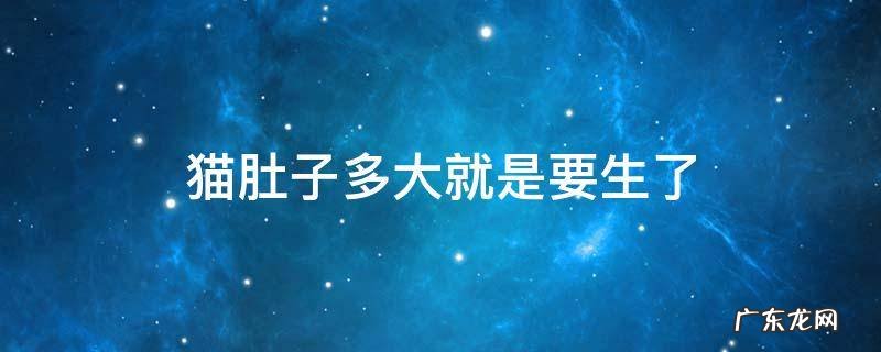 猫肚子多大就是要生了 猫肚子多大的时候生
