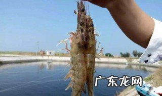 对虾黑便是怎么处理? 对虾黑斑怎么回事儿