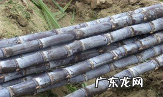 吃甘蔗嘴上出了个血泡 吃甘蔗嘴巴磨血泡怎么办