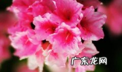 杜鹃花什么季节栽种 杜鹃花什么时候种