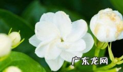 茉莉花开放周期季节 茉莉花开放周期季节是几月份