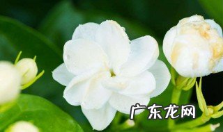 茉莉花开放周期季节 茉莉花开放周期季节是几月份