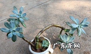 冬季不怕冷夏季不怕热的植物有哪些 冬季不怕冷夏季不怕热的植物