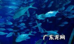 已婚女梦见捞得好多鱼 已婚女梦见捞得好多鱼好不好