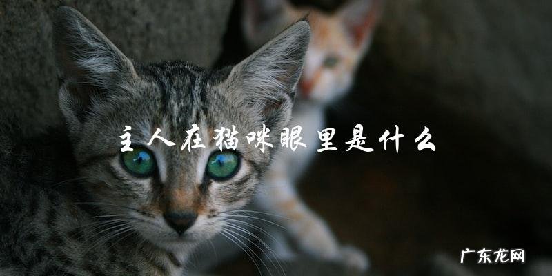 猫咪眼里,主人是什么存在?