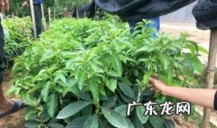 牛油果核有什么作用 牛油果核怎么种盆栽