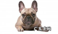 法国斗牛犬和波士顿犬区别 法国斗牛犬和波士顿犬区别图片