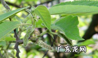 毛构树穗的营养价值 毛构树图片