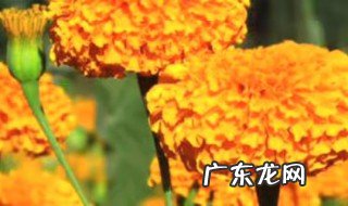 万寿菊的养殖方法和注意事项 盆栽 万寿菊的养殖方法和注意事项