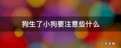 小狗生了需要注意什么 狗生了小狗要注意些什么