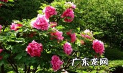 牡丹花谢了怎么修剪 牡丹花谢了怎么修剪枝条