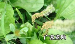 车前草有什么作用与功效 车前草有什么作用
