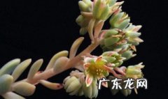 冬美人多肉养殖方法和注意事项