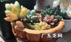 秋丽多肉养殖方法和注意事项 秋丽多肉怎么养殖方法