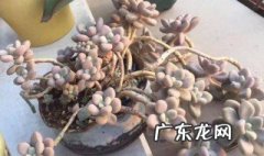 艾伦多肉的养殖方法和注意事项图片 艾伦多肉的养殖方法和注意事项