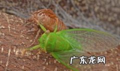 蝉蜕壳需要多久才能长大 蝉蜕壳需要多久