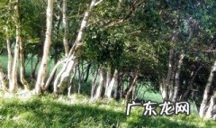 桦树种门前有何讲究和忌讳 桦树种门前有何讲究