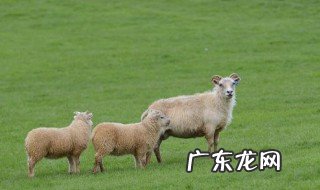 羊几个月生小羊羔 羊几个月生小羊