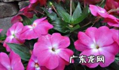 凤仙花是怎么繁殖后代的视频 凤仙花是怎么繁殖后代的