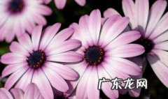 南非万寿菊的养护 南非万寿菊修剪方法