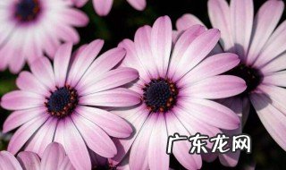 南非万寿菊的养护 南非万寿菊修剪方法