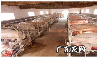 母猪一般可以养几年寿命 母猪一般可以养几年